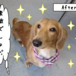 おすましミニチュアダックス