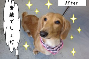 おすましミニチュアダックス