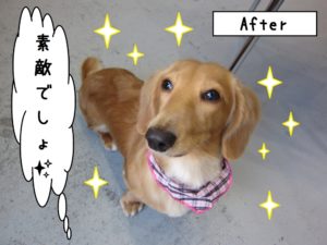 おすましミニチュアダックス