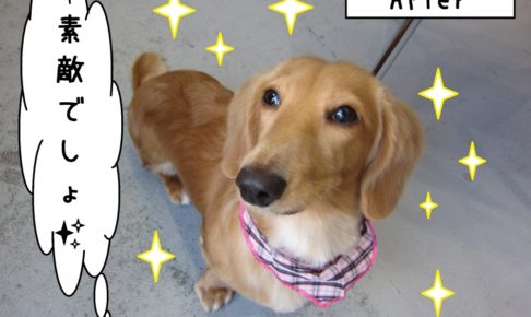 おすましミニチュアダックス