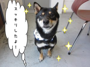 施術後柴犬