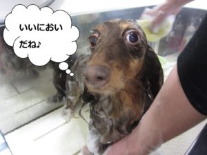 シャンプー中ミニチュアダックス
