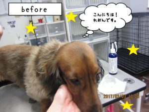 カット前ミニチュアダックス