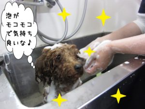 シャンプー中トイプードル
