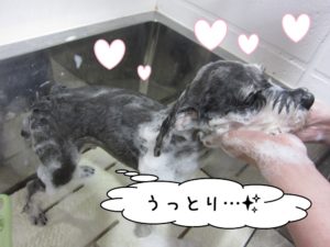 シャンプー中Mシュナ