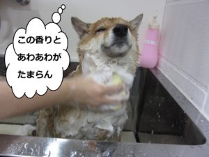 シャンプー中柴犬