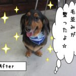 笑顔ミニチュアダックス