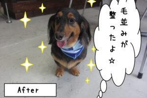 笑顔ミニチュアダックス