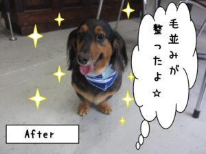 笑顔ミニチュアダックス