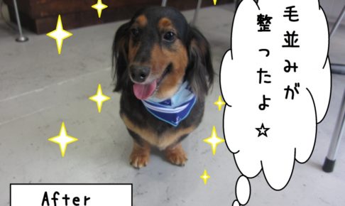 笑顔ミニチュアダックス