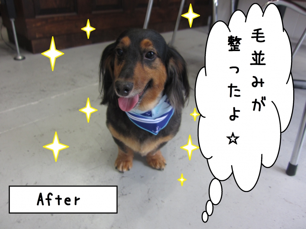 笑顔ミニチュアダックス