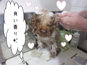 シャンプー中トイプードル