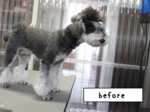 カット前Mシュナ