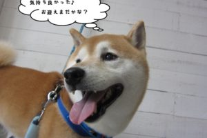 笑顔柴犬