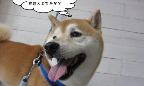 笑顔柴犬