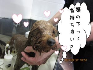 シャンプー中トイプードル