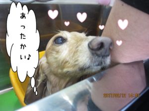 スパ中ミニチュアダックス