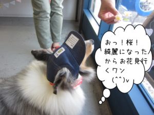 施術後シェルティー