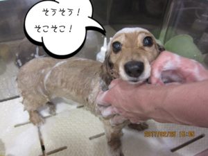 シャンプー中ミニチュアダックス