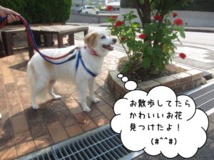 散歩中ミックス