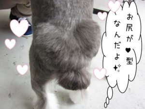 カット後ベルちゃん