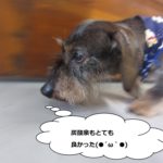 歩くミニチュアダックス