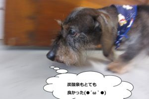 歩くミニチュアダックス