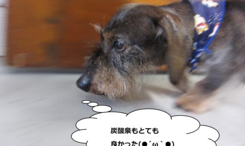 歩くミニチュアダックス