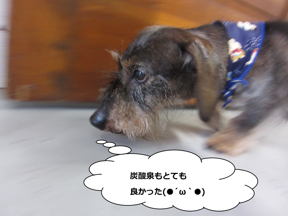 歩くミニチュアダックス