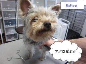 カット前ヨーキー