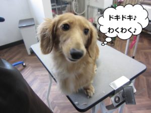 カット前ミニチュアダックス