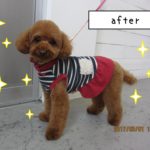 おすましトイプードル