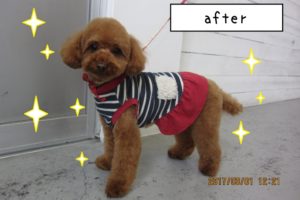 おすましトイプードル