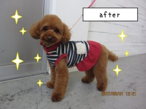 おすましトイプードル