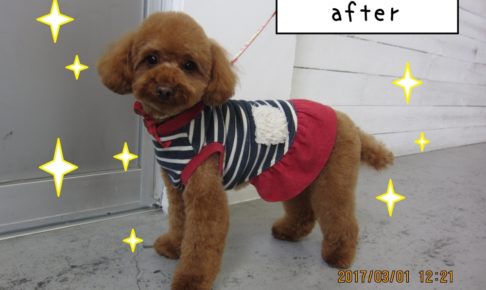 おすましトイプードル