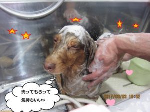 シャンプー中ミニチュアダックス