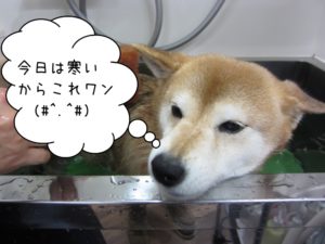 スパ中柴犬