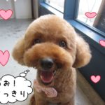 笑顔トイプードル
