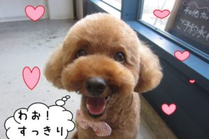 笑顔トイプードル