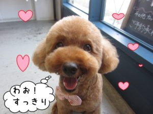 笑顔トイプードル