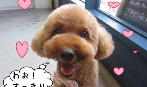 笑顔トイプードル