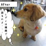 横顔ミニチュアダックス