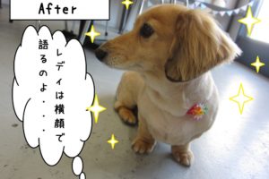 横顔ミニチュアダックス