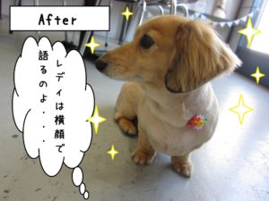 横顔ミニチュアダックス