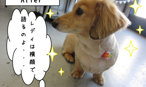 横顔ミニチュアダックス