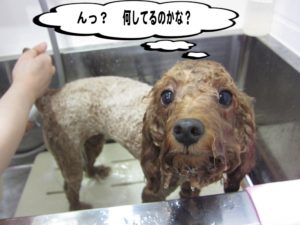シャンプー中トイプードル