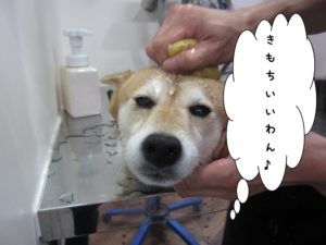 シャンプー中柴犬