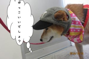お洒落柴犬