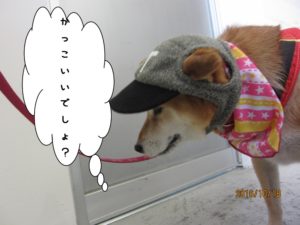 お洒落柴犬