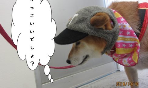 お洒落柴犬